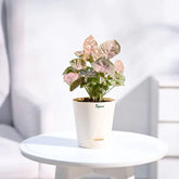 Potted plant with pink and green leaves